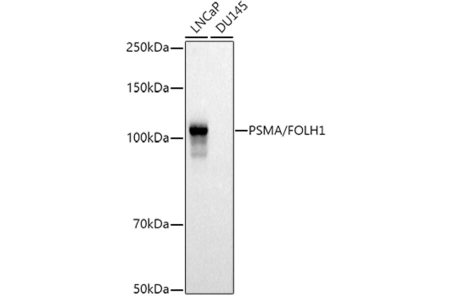 Western Blot - Anti-PSMA Antibody (A308937) - Antibodies.com