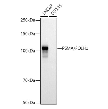 Western Blot - Anti-PSMA Antibody (A308937) - Antibodies.com