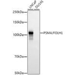 Western Blot - Anti-PSMA Antibody (A308937) - Antibodies.com