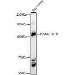 Western Blot - Anti-PSMA Antibody (A308937) - Antibodies.com