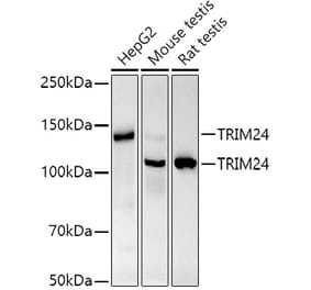 Western Blot - Anti-TRIM24 Antibody [ARC2920] (A308939) - Antibodies.com