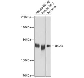 Western Blot - Anti-Integrin alpha 3 Antibody (A308942) - Antibodies.com