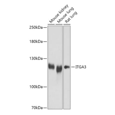 Western Blot - Anti-Integrin alpha 3 Antibody (A308942) - Antibodies.com