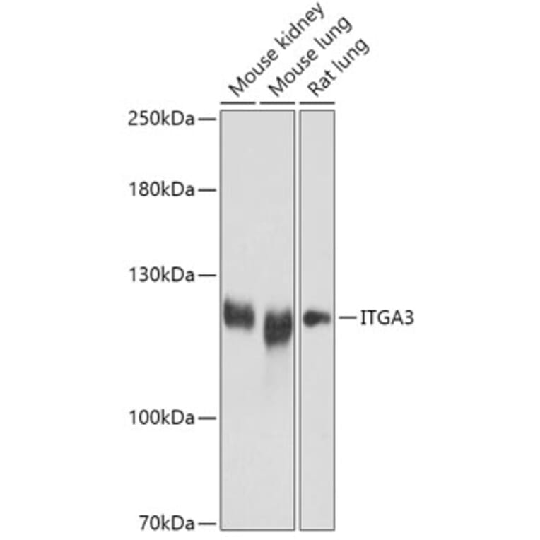 Western Blot - Anti-Integrin alpha 3 Antibody (A308942) - Antibodies.com