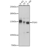 Western Blot - Anti-Integrin alpha 3 Antibody (A308942) - Antibodies.com
