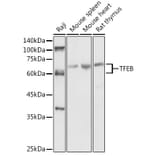 Western Blot - Anti-SHMT2/SHMT Antibody (A308946) - Antibodies.com