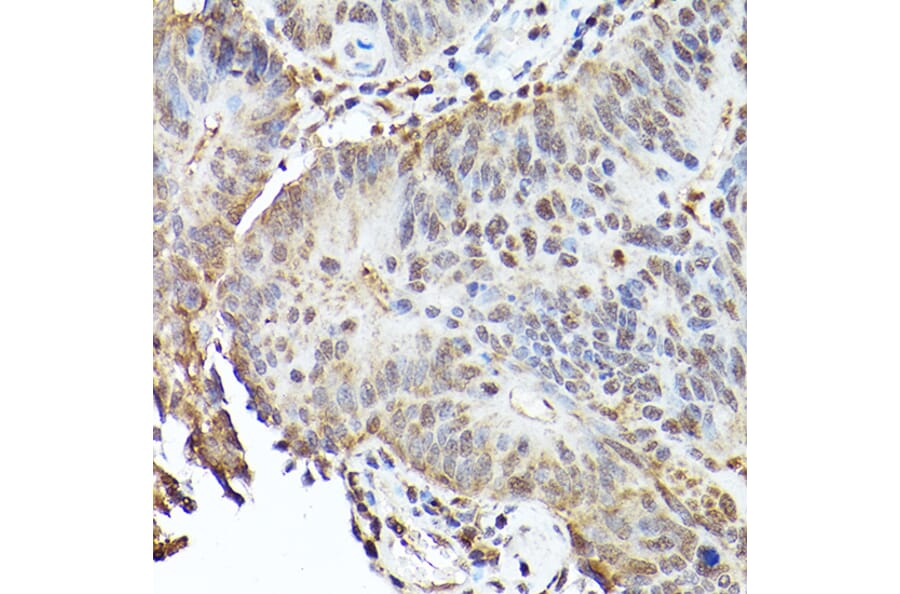 Immunohistochemistry - Anti-SHMT2/SHMT Antibody (A308946) - Antibodies.com