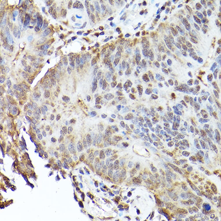 Immunohistochemistry - Anti-SHMT2/SHMT Antibody (A308946) - Antibodies.com