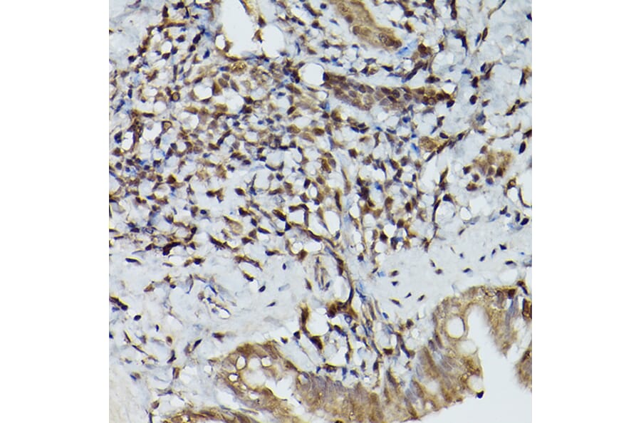 Immunohistochemistry - Anti-SHMT2/SHMT Antibody (A308946) - Antibodies.com