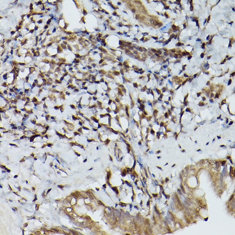 Immunohistochemistry - Anti-SHMT2/SHMT Antibody (A308946) - Antibodies.com