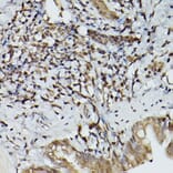 Immunohistochemistry - Anti-SHMT2/SHMT Antibody (A308946) - Antibodies.com
