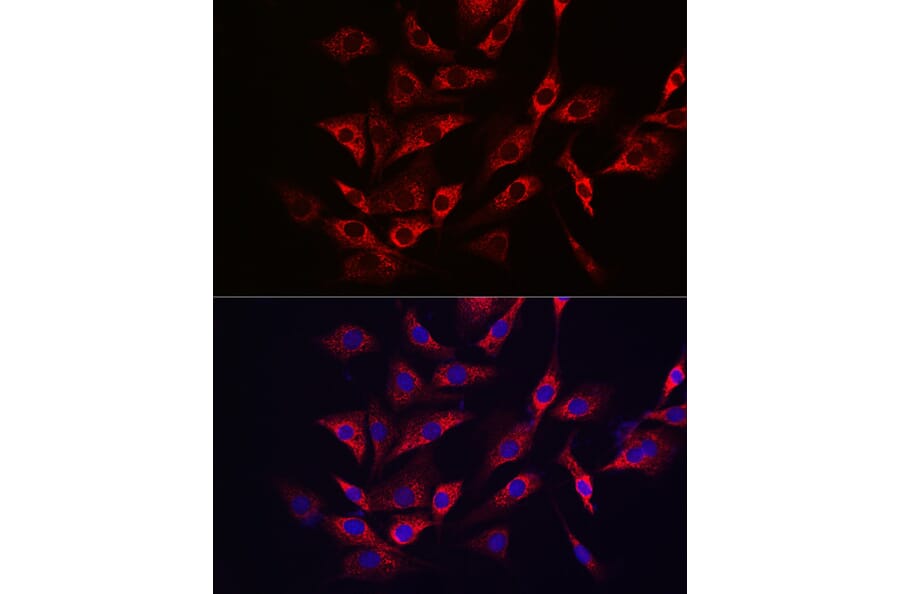 Immunofluorescence - Anti-SHMT2/SHMT Antibody (A308946) - Antibodies.com