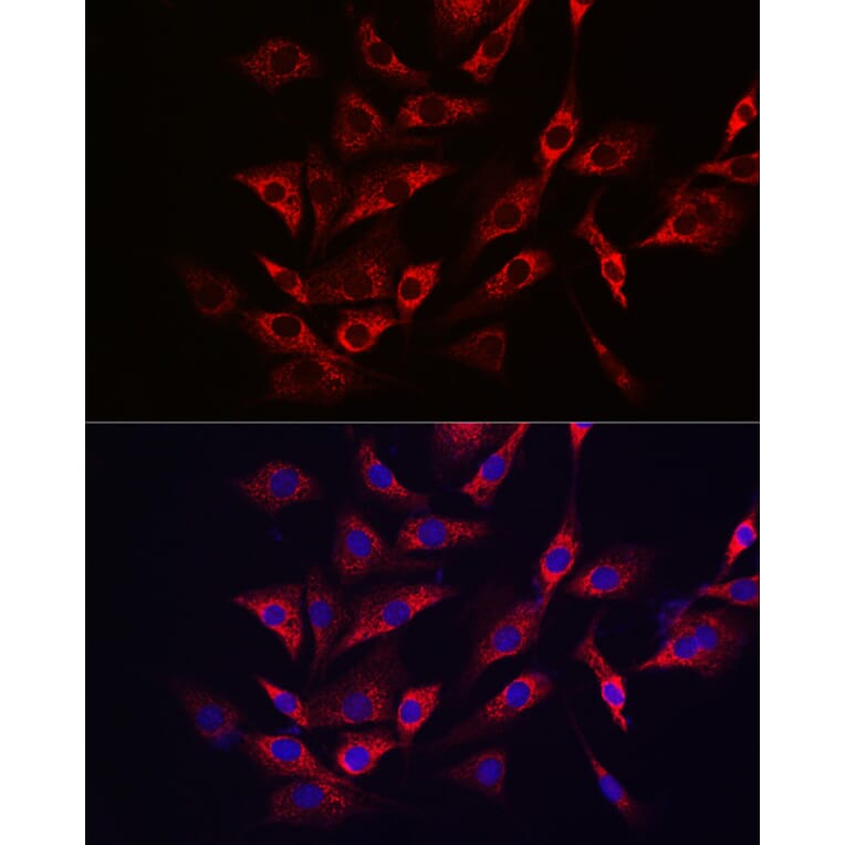 Immunofluorescence - Anti-SHMT2/SHMT Antibody (A308946) - Antibodies.com