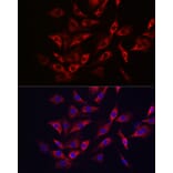 Immunofluorescence - Anti-SHMT2/SHMT Antibody (A308946) - Antibodies.com