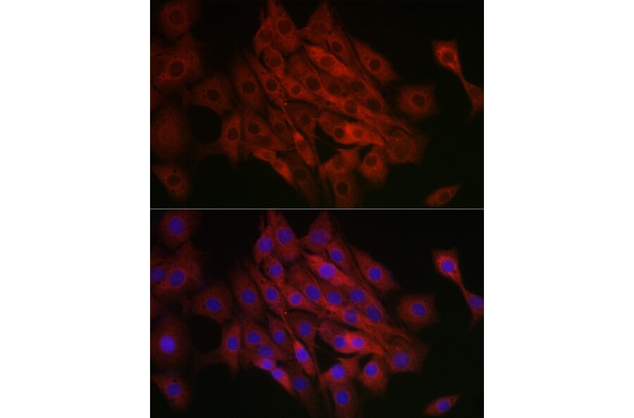 Immunofluorescence - Anti-SHMT2/SHMT Antibody (A308946) - Antibodies.com