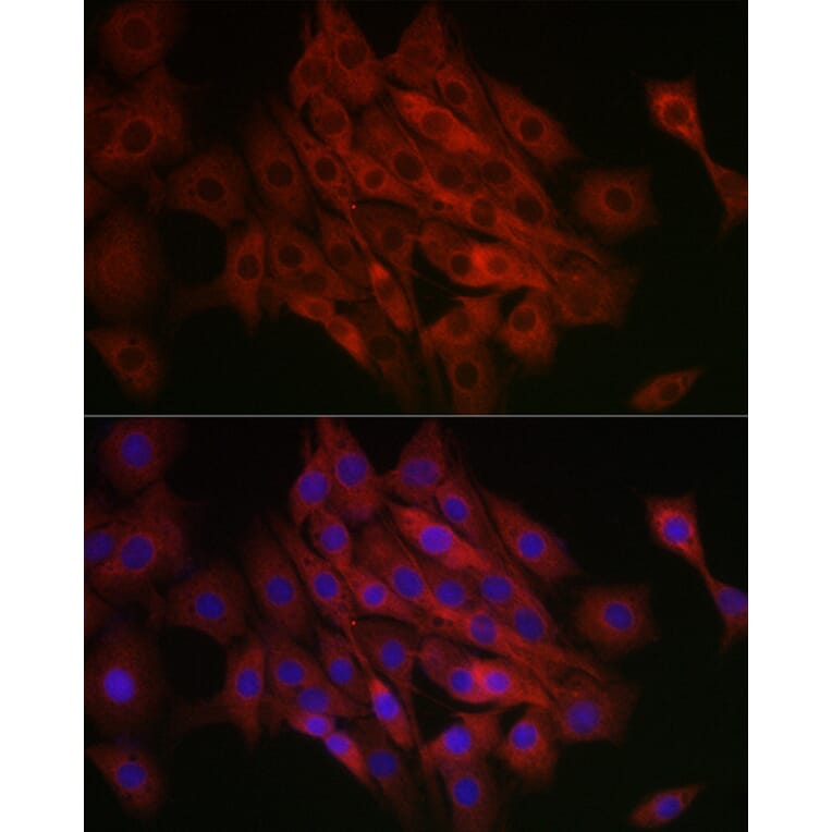 Immunofluorescence - Anti-SHMT2/SHMT Antibody (A308946) - Antibodies.com