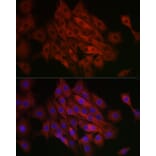 Immunofluorescence - Anti-SHMT2/SHMT Antibody (A308946) - Antibodies.com