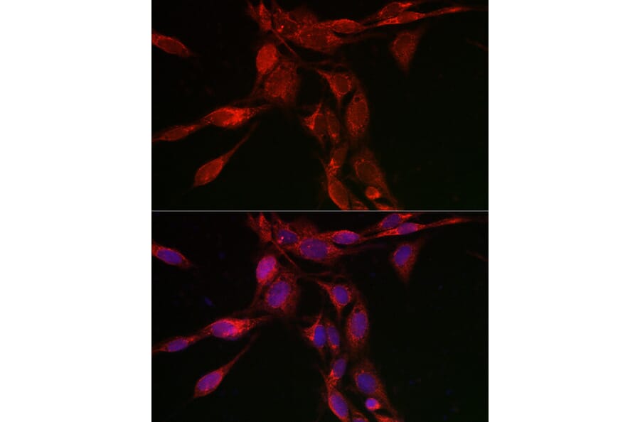 Immunofluorescence - Anti-SHMT2/SHMT Antibody (A308946) - Antibodies.com