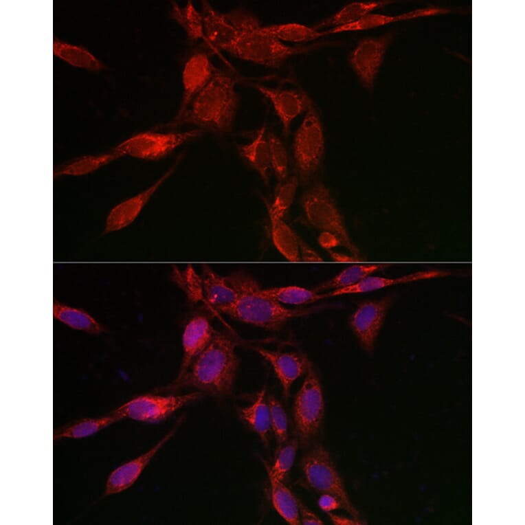 Immunofluorescence - Anti-SHMT2/SHMT Antibody (A308946) - Antibodies.com