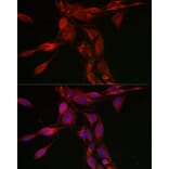 Immunofluorescence - Anti-SHMT2/SHMT Antibody (A308946) - Antibodies.com