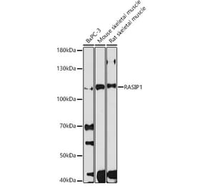 Western Blot - Anti-RAIN Antibody (A308948) - Antibodies.com