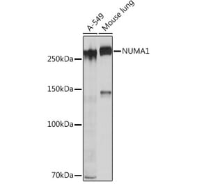 Western Blot - Anti-NuMA Antibody [ARC1000] (A308949) - Antibodies.com