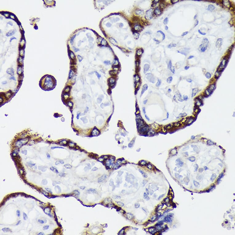 Immunohistochemistry - Anti-Nectin 2 Antibody (A308952) - Antibodies.com