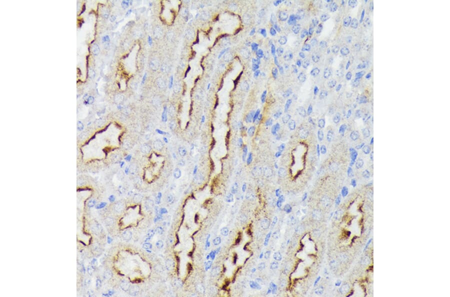 Immunohistochemistry - Anti-Nectin 2 Antibody (A308952) - Antibodies.com