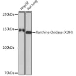 Western Blot - Anti-Xanthine Oxidase Antibody [ARC1385] (A308953) - Antibodies.com