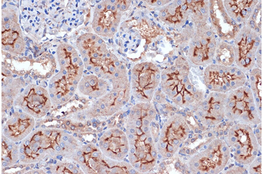 Immunohistochemistry - Anti-Xanthine Oxidase Antibody [ARC1385] (A308953) - Antibodies.com