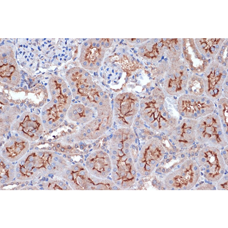 Immunohistochemistry - Anti-Xanthine Oxidase Antibody [ARC1385] (A308953) - Antibodies.com