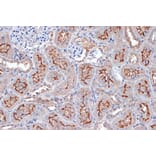 Immunohistochemistry - Anti-Xanthine Oxidase Antibody [ARC1385] (A308953) - Antibodies.com