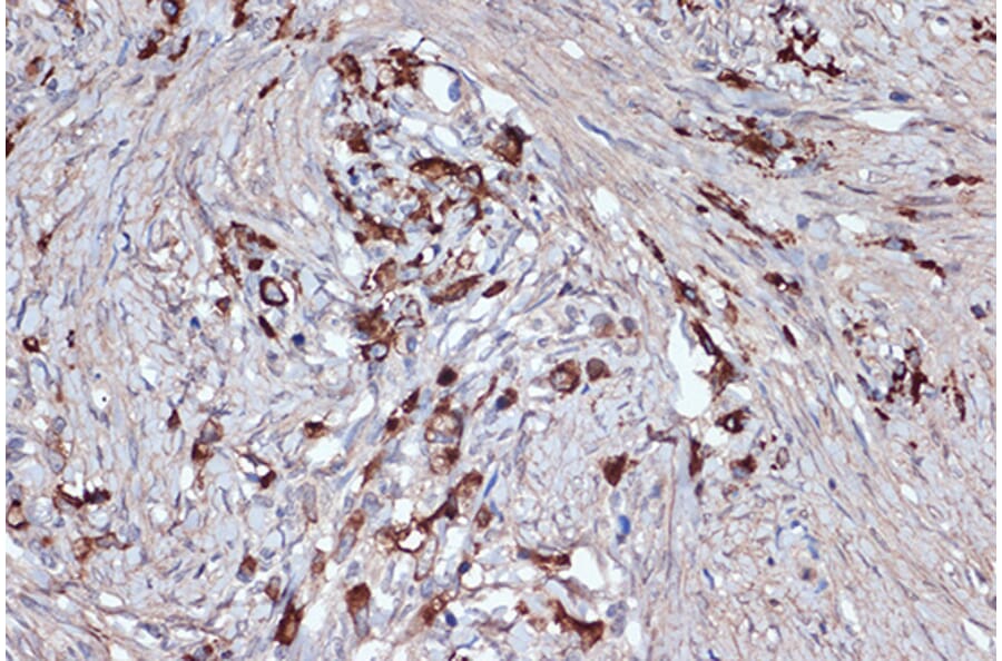 Immunohistochemistry - Anti-Xanthine Oxidase Antibody [ARC1385] (A308953) - Antibodies.com