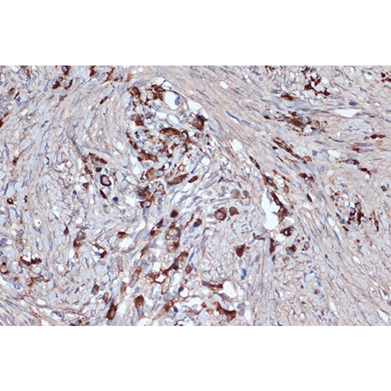 Immunohistochemistry - Anti-Xanthine Oxidase Antibody [ARC1385] (A308953) - Antibodies.com