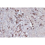 Immunohistochemistry - Anti-Xanthine Oxidase Antibody [ARC1385] (A308953) - Antibodies.com