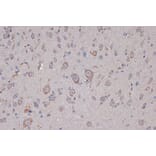 Immunohistochemistry - Anti-Xanthine Oxidase Antibody [ARC1385] (A308953) - Antibodies.com