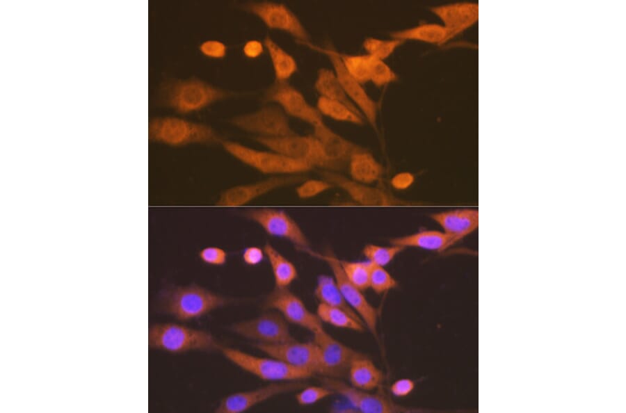 Immunofluorescence - Anti-Xanthine Oxidase Antibody [ARC1385] (A308953) - Antibodies.com