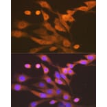 Immunofluorescence - Anti-Xanthine Oxidase Antibody [ARC1385] (A308953) - Antibodies.com