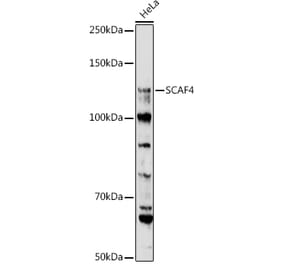 Western Blot - Anti-SCAF4 Antibody (A308954) - Antibodies.com