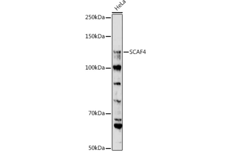 Western Blot - Anti-SCAF4 Antibody (A308954) - Antibodies.com