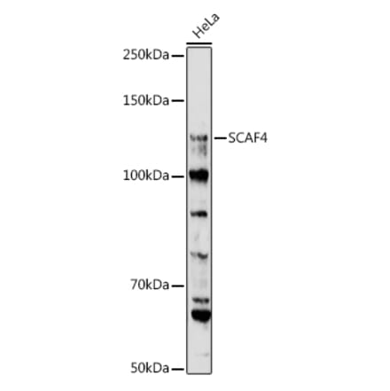 Western Blot - Anti-SCAF4 Antibody (A308954) - Antibodies.com