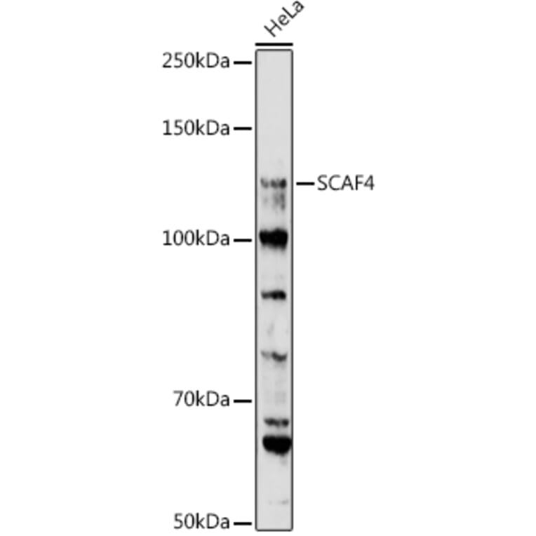 Western Blot - Anti-SCAF4 Antibody (A308954) - Antibodies.com