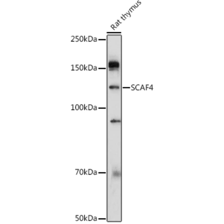 Western Blot - Anti-SCAF4 Antibody (A308954) - Antibodies.com