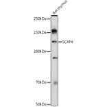 Western Blot - Anti-SCAF4 Antibody (A308954) - Antibodies.com