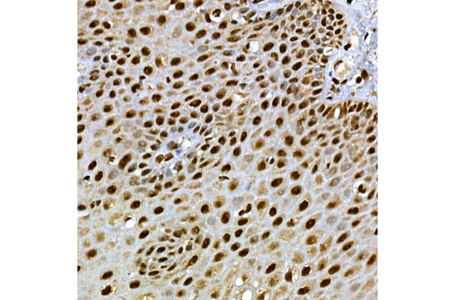 Immunohistochemistry - Anti-SCAF4 Antibody (A308954) - Antibodies.com