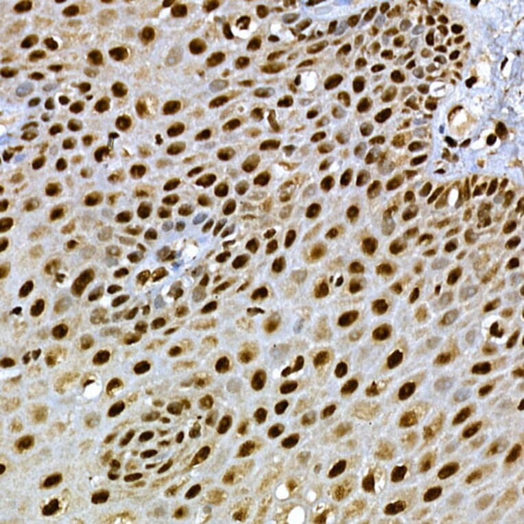 Immunohistochemistry - Anti-SCAF4 Antibody (A308954) - Antibodies.com