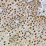 Immunohistochemistry - Anti-SCAF4 Antibody (A308954) - Antibodies.com