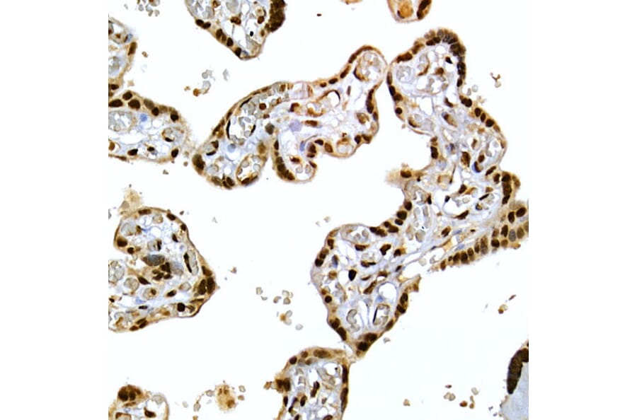 Immunohistochemistry - Anti-SCAF4 Antibody (A308954) - Antibodies.com