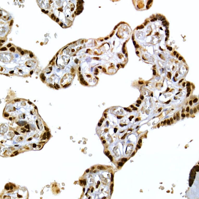 Immunohistochemistry - Anti-SCAF4 Antibody (A308954) - Antibodies.com