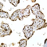 Immunohistochemistry - Anti-SCAF4 Antibody (A308954) - Antibodies.com